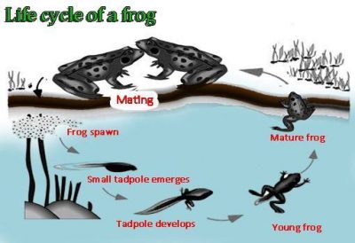 http://heenglish.com/wp-content/uploads/2022/03/life-cycle-of-a-frog-400x274.jpg